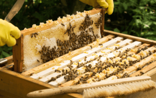 Apiculture - Sainte Blandine Saint Jean de Bosco