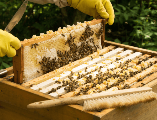 Découverte de l’apiculture en 2023